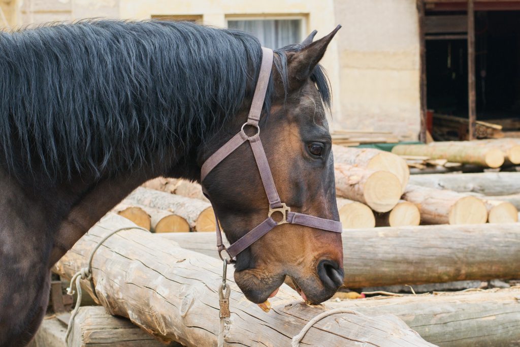 Why do they do that? Crib Biting, Stereotypic Behavior and Stable Vices ...