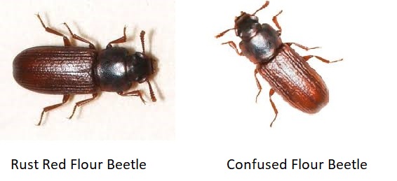 Are Weevils Harmful to Horses 