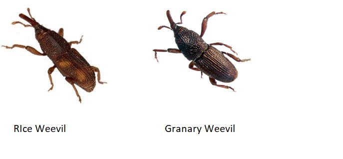 weevils in oatmeal