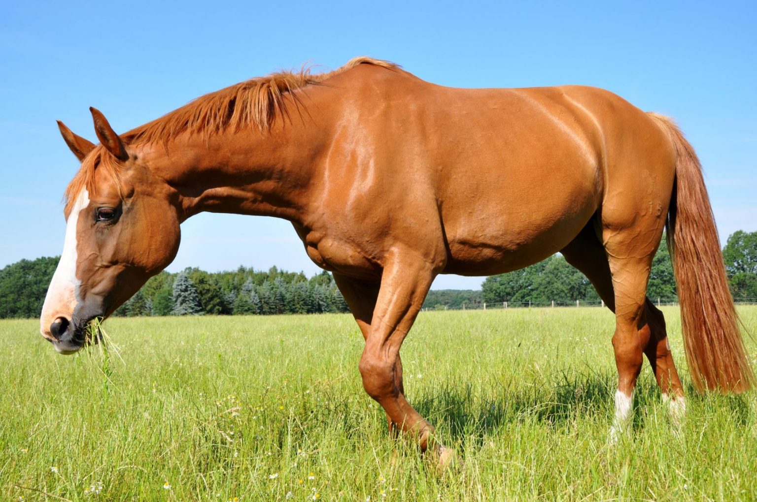 happy-horse-paddock-smaller-horsepower