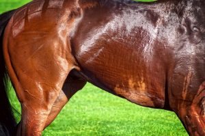 best-amino-acid-supplement-for-horses