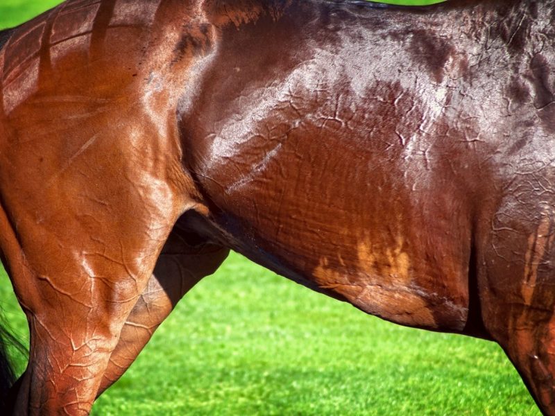 best-amino-acid-supplement-for-horses
